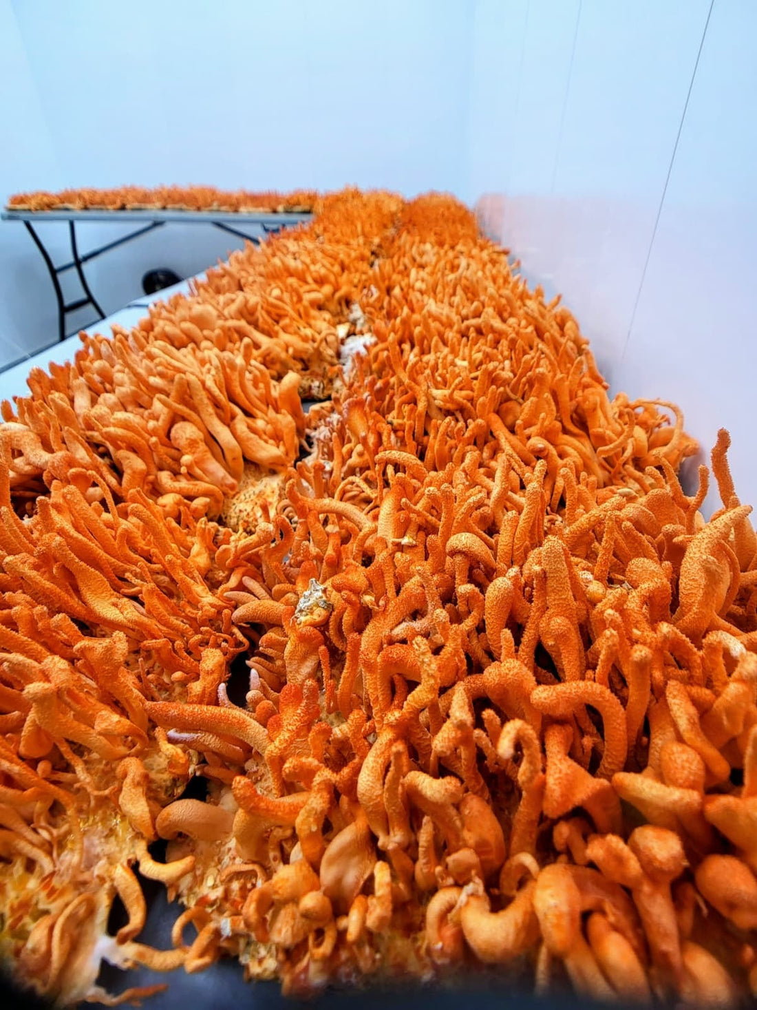 September at the Farm: Growing Season & Big Changes Ahead | Oct. '25 Newsletter