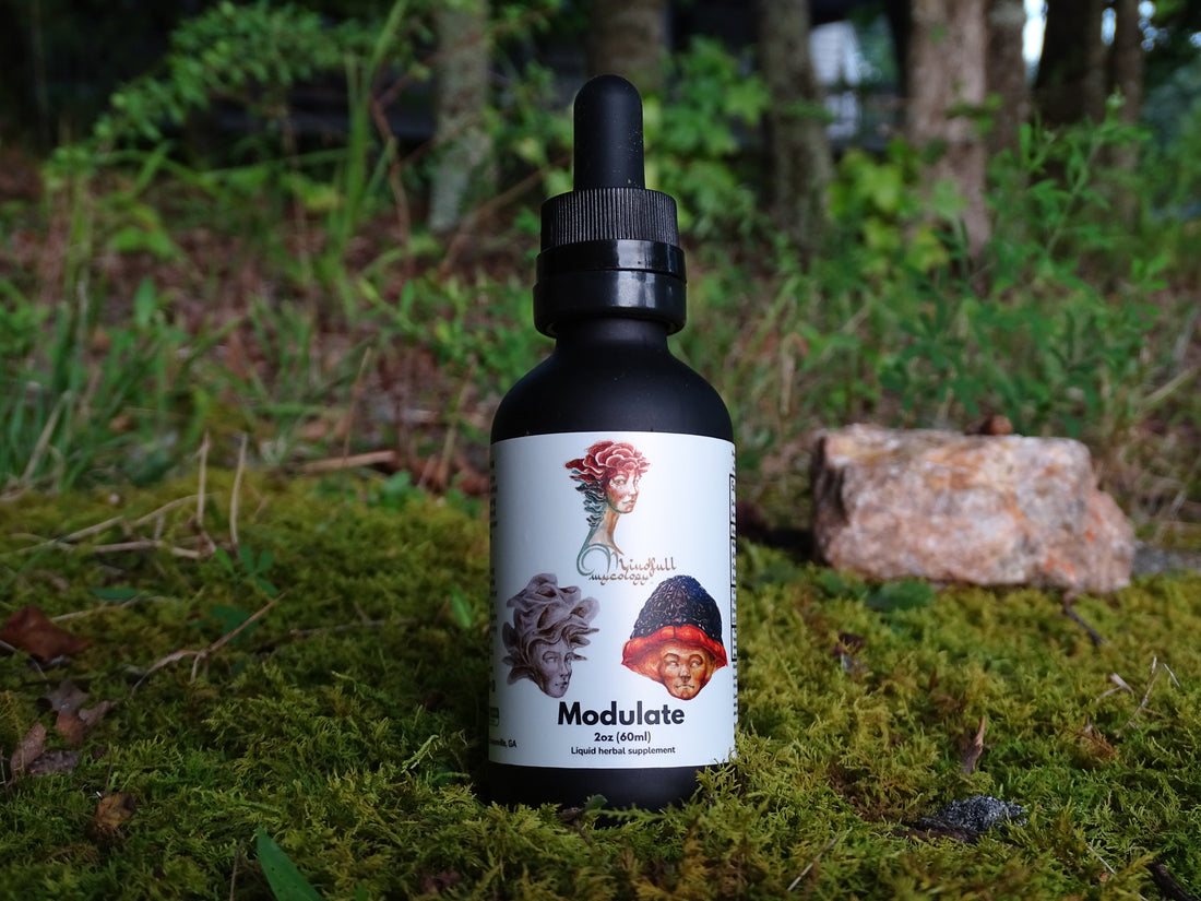 Meet Modulate: New Chaga & Maitake Blend | June '26 Newsletter