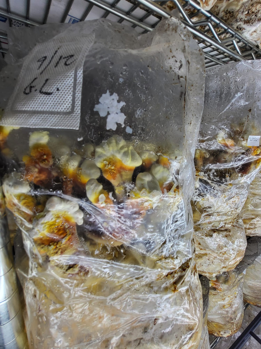 Behind the Scenes: New Equipment, Labels & Lab Upgrade | Nov. '25 Newsletter