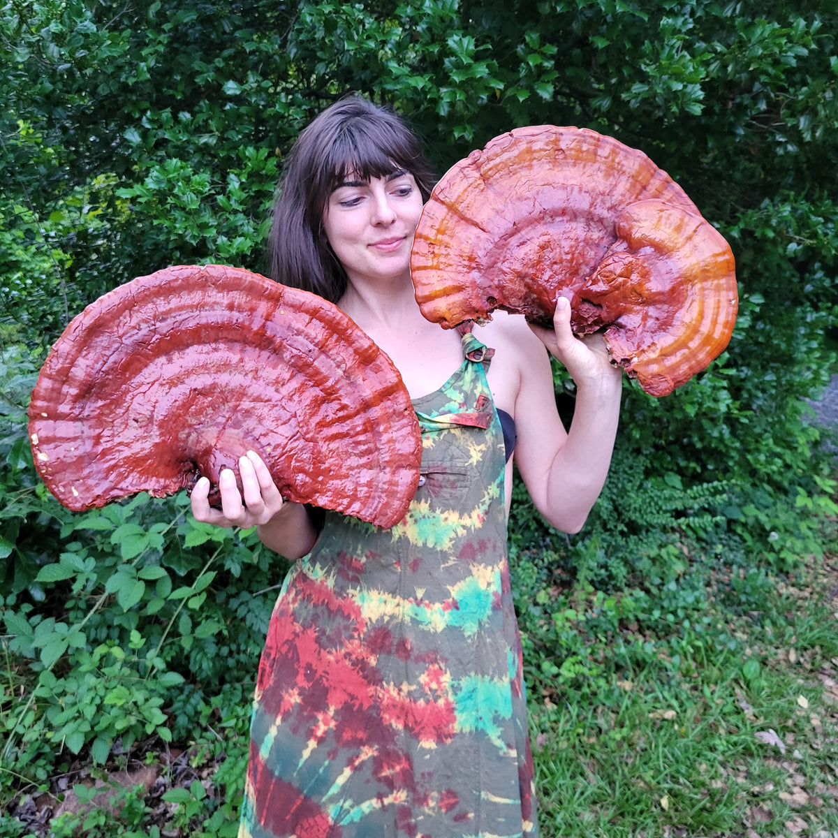 Blended Medicinal Mushroom Extract Bundle