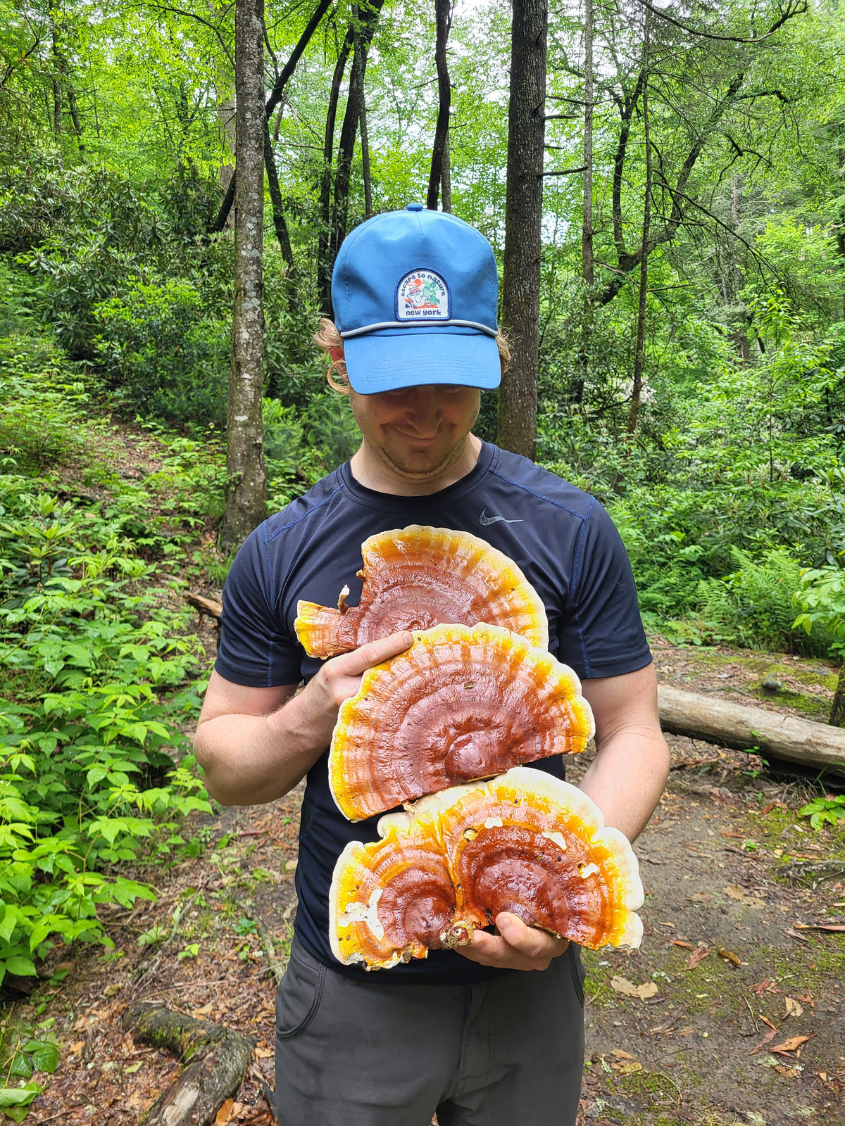Defend Medicinal Mushroom Extract