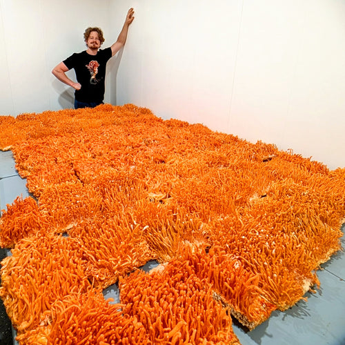 Sam, founder of Mindfull Mycology, stands beside trays of vivid orange cordyceps mushrooms densely covering a large cultivation room, their thin finger-like fruiting bodies reaching several inches tall.