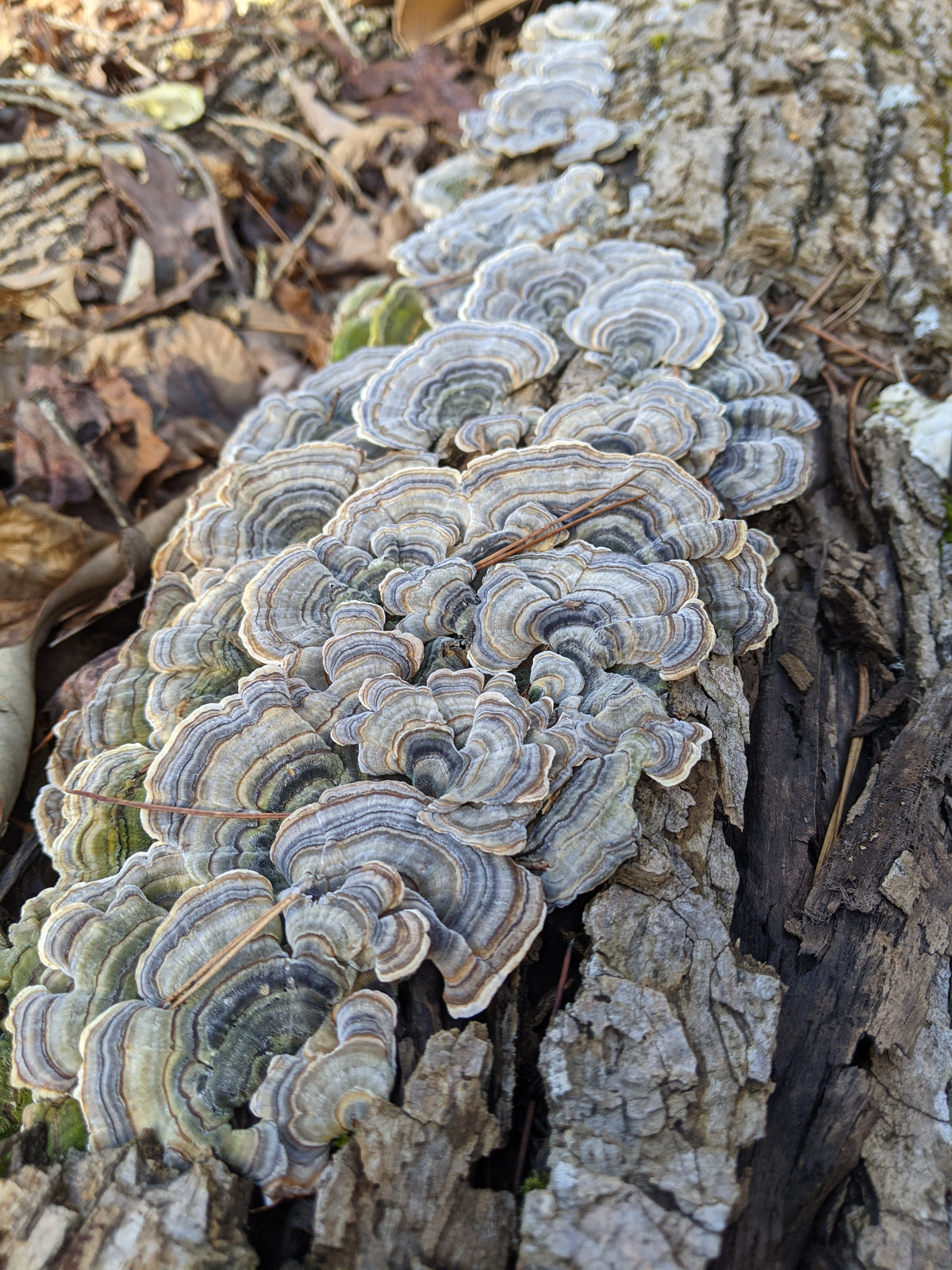Turkey Tail Mushroom Extract