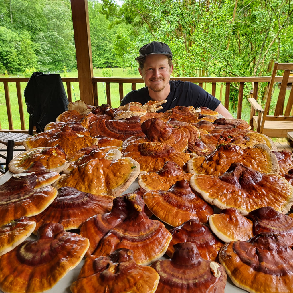Blended Medicinal Mushroom Extract Bundle