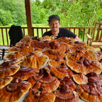 Blended Medicinal Mushroom Extract Bundle