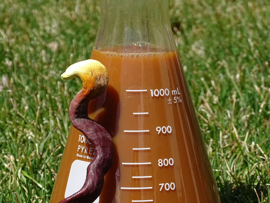Reishi Mushroom Extract