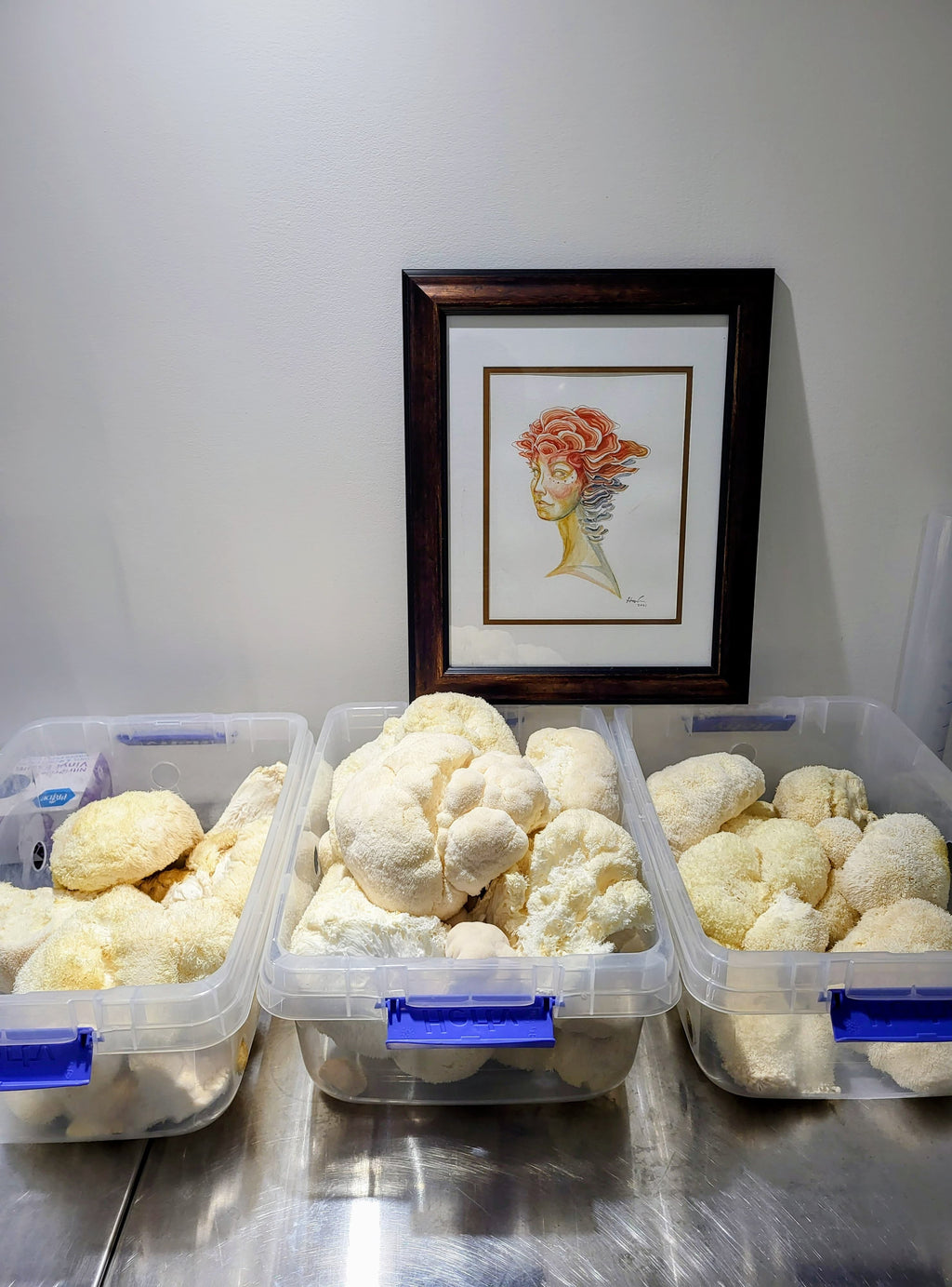 Lion's Mane Mushroom Extract